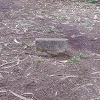 Plants: image 62 Of 208 Thumb